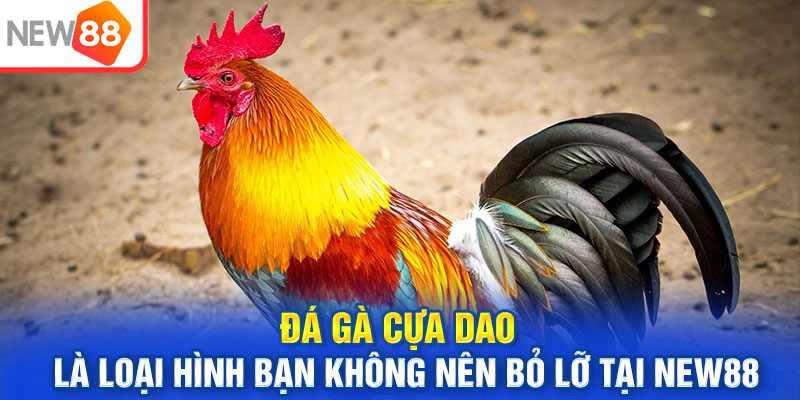 Đá gà cựa dao là loại hình bạn không nên bỏ lỡ tại NEW88