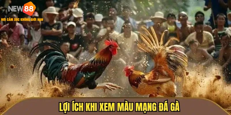 Lựa chọn chiến kê theo màu mạng đem lại nhiều lợi ích