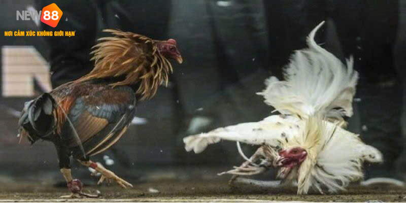 Loại hình chọi gà Peru có luật chơi rất dễ hiểu