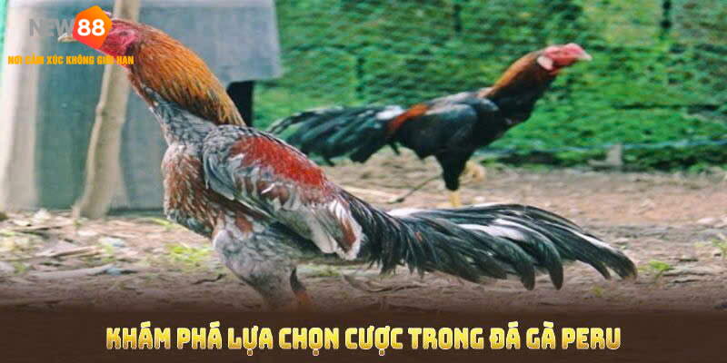 Đá gà Peru đem đến rất nhiều kèo cược hấp dẫn